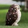 Garden figure "owl" bright, 9x9x14cm