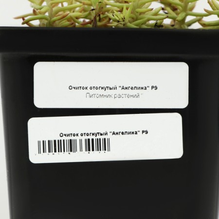 Cleaning the bent "Angelina", P9 pot (readiness June), 1 pc, spring 2024-3