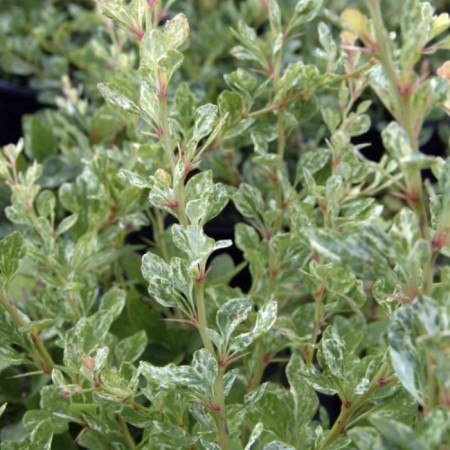Sahenian Barberis Tunberg "Silver Pillar", pot P9, Summer 2024