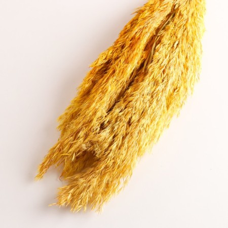 Set of dried flowers "reed", banch length 65 (+/- 6 cm), yellow-2