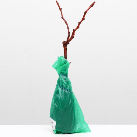 Grape seedling triumph spring 2024, 1 pc.-2