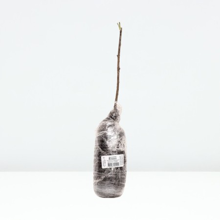 Gooseberry "Vladil", tube, 1 pc, spring 2025-2