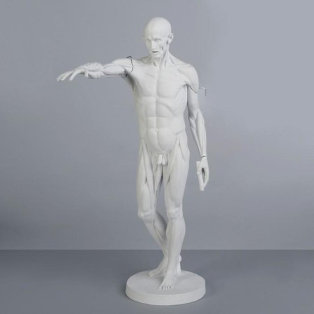 Gypsum figure is anatomical: Gudon, 73.5 cm