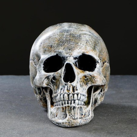 Skull stand "Skull" 16x15x22cm (Yershik n/steel)-8