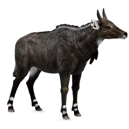 Figure "Antelope Nilgau"