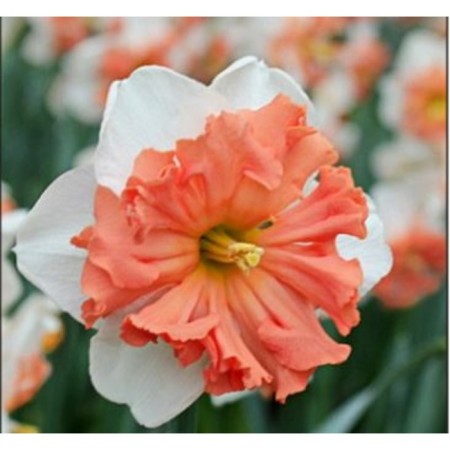 Narcissus with a split crown Shraik, 12/14 rr, 5 pcs, 40 h (cm), autumn 2024