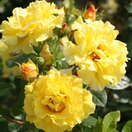 Seedling rose Lichtconingen Lucia, Plesy, pot 2 l., Summer 2024
