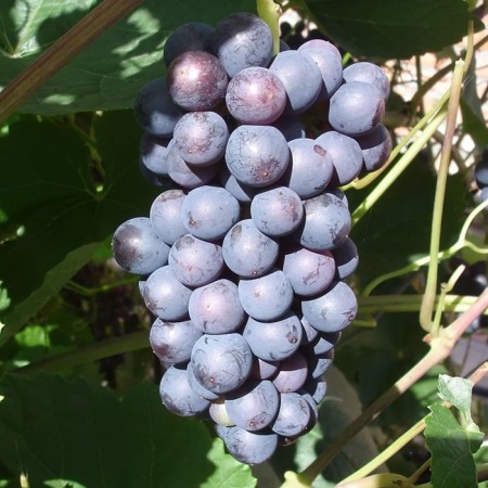 Grapes Memory of Dombkovskaya, spring 2024, 1 pc.