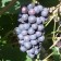 Grapes Memory of Dombkovskaya, spring 2024, 1 pc.