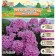 Flox blunt "Miss Pepper" rr II, 2 pcs, spring 2024