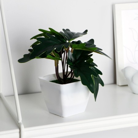 Bonsai in the pot "Philodendron" 7x13 cm