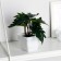 Bonsai in the pot "Philodendron" 7x13 cm