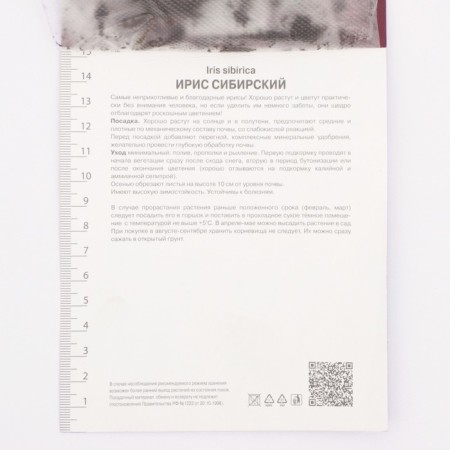 Iris Siberian notes Kwight White, rr I, 1 pc, spring 2025-2