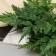 Bouquet "Filodendron Elegant" 27 cm, green