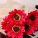Bouquet "Herbera premium" 7x32 cm, mix