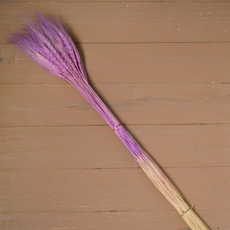 Dry Colossus of wheat, set 50 pcs., Purple color-3