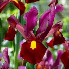 Iris Dutch Red Emmber, 6/7 rr, 10 pcs, 60 h (cm), spring 2025