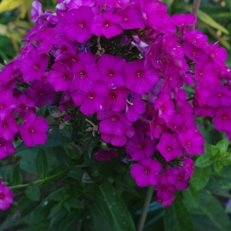 Flox blizzard King, C2 pot, H10-50 Height, 1 pc, summer 2024