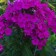 Flox blizzard King, C2 pot, H10-50 Height, 1 pc, summer 2024