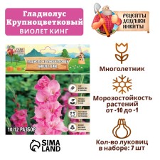 Гладиолус Крупноцветковый "Violet King", р-р 8/10, 7 шт ,