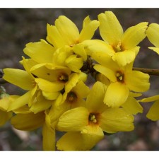 Sahenian Forsythia Intermediate 