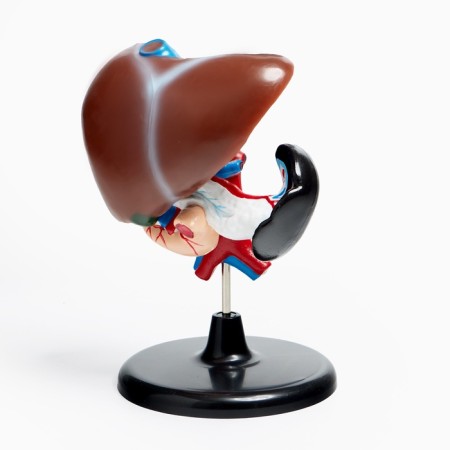 Liver's layout and 12-grace guts 14*23cm-7