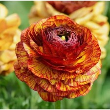 Buttercup Pikoti cafe about le, 7/8 rr, 10 pcs, 45-50 h (cm), autumn 2024