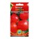 Tomato merchant F1 (large -fruited hybrid. Fruits are stored up to 6 months!)