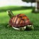 Garden figure "E am E amidary turtle" 22x13x10cm