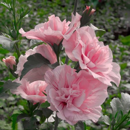 Syrian seedling Syrian "Pink Chiffon", P9 pot, summer 2024