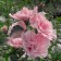 Syrian seedling Syrian "Pink Chiffon", P9 pot, summer 2024