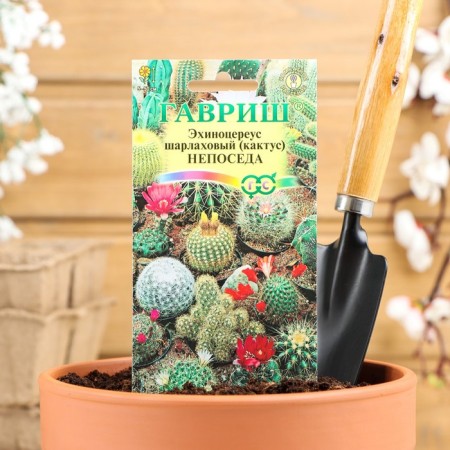 Seed of indoor flowers cactus "Fidget", 0.05 g