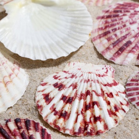 A set of shells, "piesidatus scallop", size 4 - 6 cm, 100 g-2