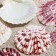 A set of shells, "piesidatus scallop", size 4 - 6 cm, 100 g