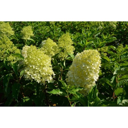 Saphenet Hydrangea Smiling "Magical Lime Sparkle", pot P12, Summer 2024