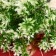Bouquet "Asparagus Galant" 29 cm, white-green