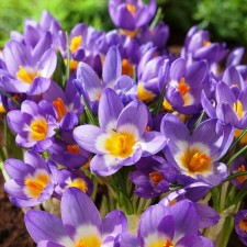Crocus Ziber Tricolor, 5+ rr, 10 pcs, 10 h (cm), autumn 2024