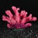 Decorative Coral "Sinulary", 10 x 5 x 6.5 cm