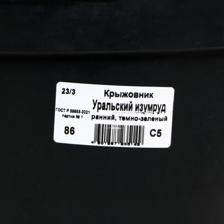 Gooseberry Ural emerald, C5 pot, 1 pc, summer 2024-2