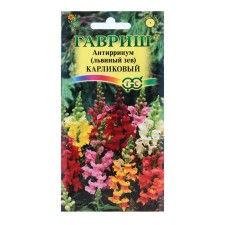 Antirrinum flowers (lion pharynx) 