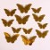Set for decorating "Butterflies", 12 pieces, color gold
