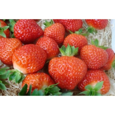 Strawberry Garden Salsa, P9 Pot, Summer 2024-1