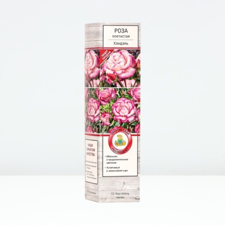 Seedling rose Plesy "Handel", tube, 1 pc, spring 2025