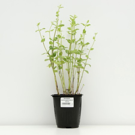 Sahenian Kotovnik coarse -flowered, pot C3, 1 pc, spring 2024-2