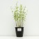 Sahenian Kotovnik coarse -flowered, pot C3, 1 pc, spring 2024