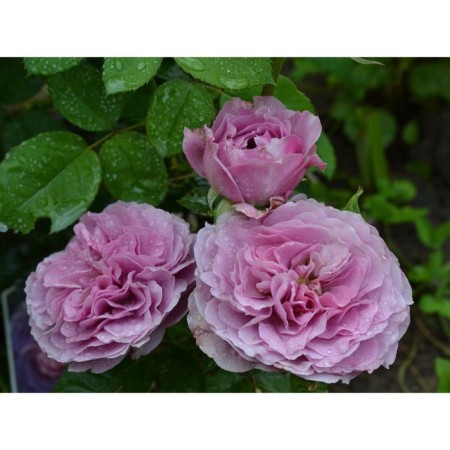 Seedling rose Parkovy "VAZ LAVENER", tube, 1 pc, spring 2025