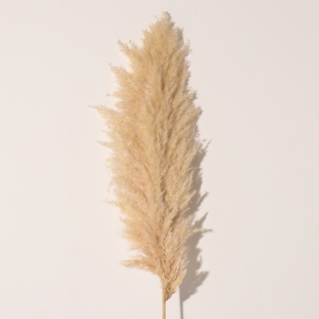 Sukhotzet "Cortery", 1 branch, length 140-150 cm, natural-2