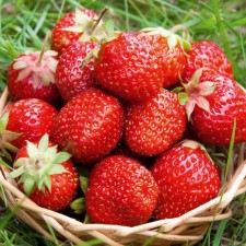 Strawberry Garden Rosinka, P9 Pot, 1 pc, summer 2024