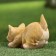 Garden figure "Kitten on the hunt" 8x15x11cm mix