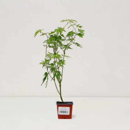 Dlanical maple seedlings "Seiryu", P9 pot, summer 2024-2
